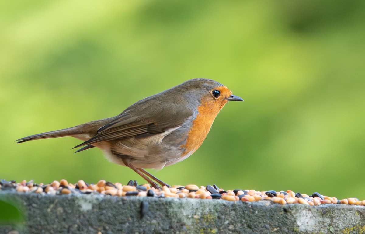European Robin - ML646763105
