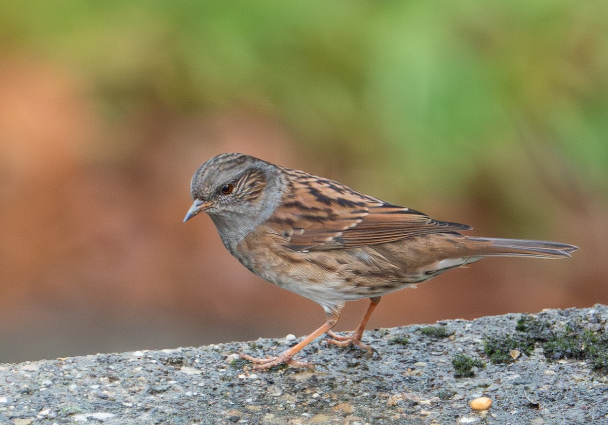 Dunnock - ML646763118