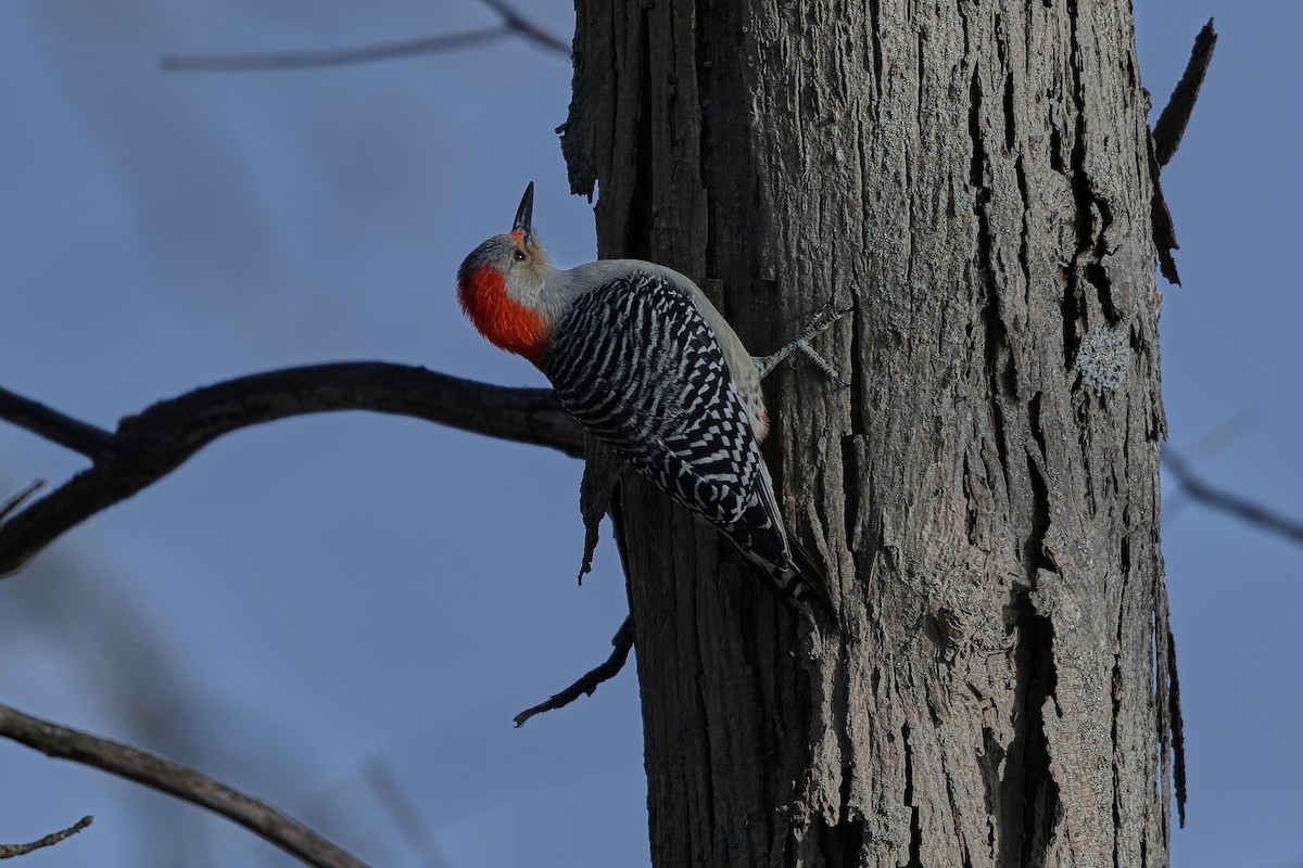 Red-bellied Woodpecker - ML646763124