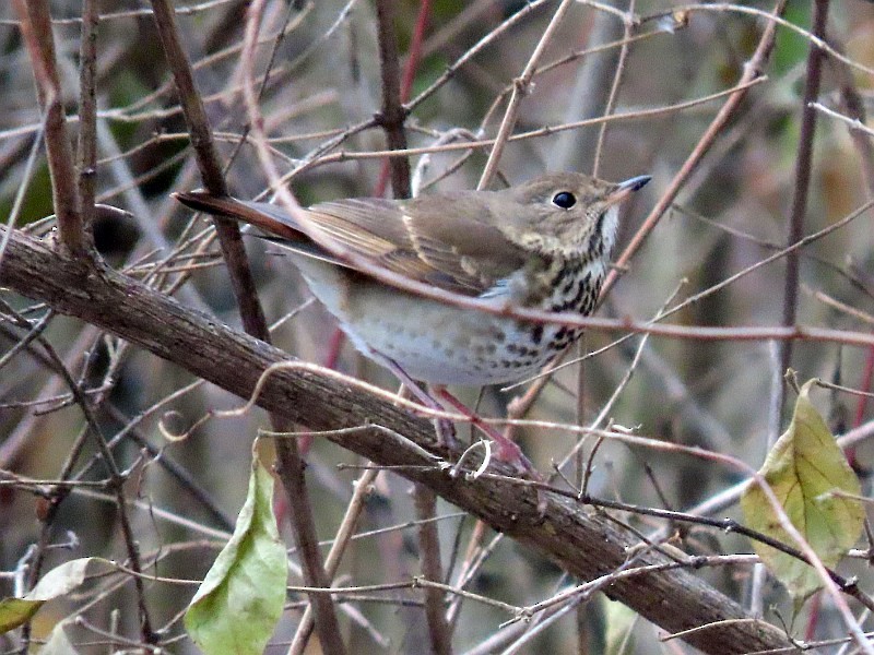 קיכלי חלוד-זנב - ML646763130