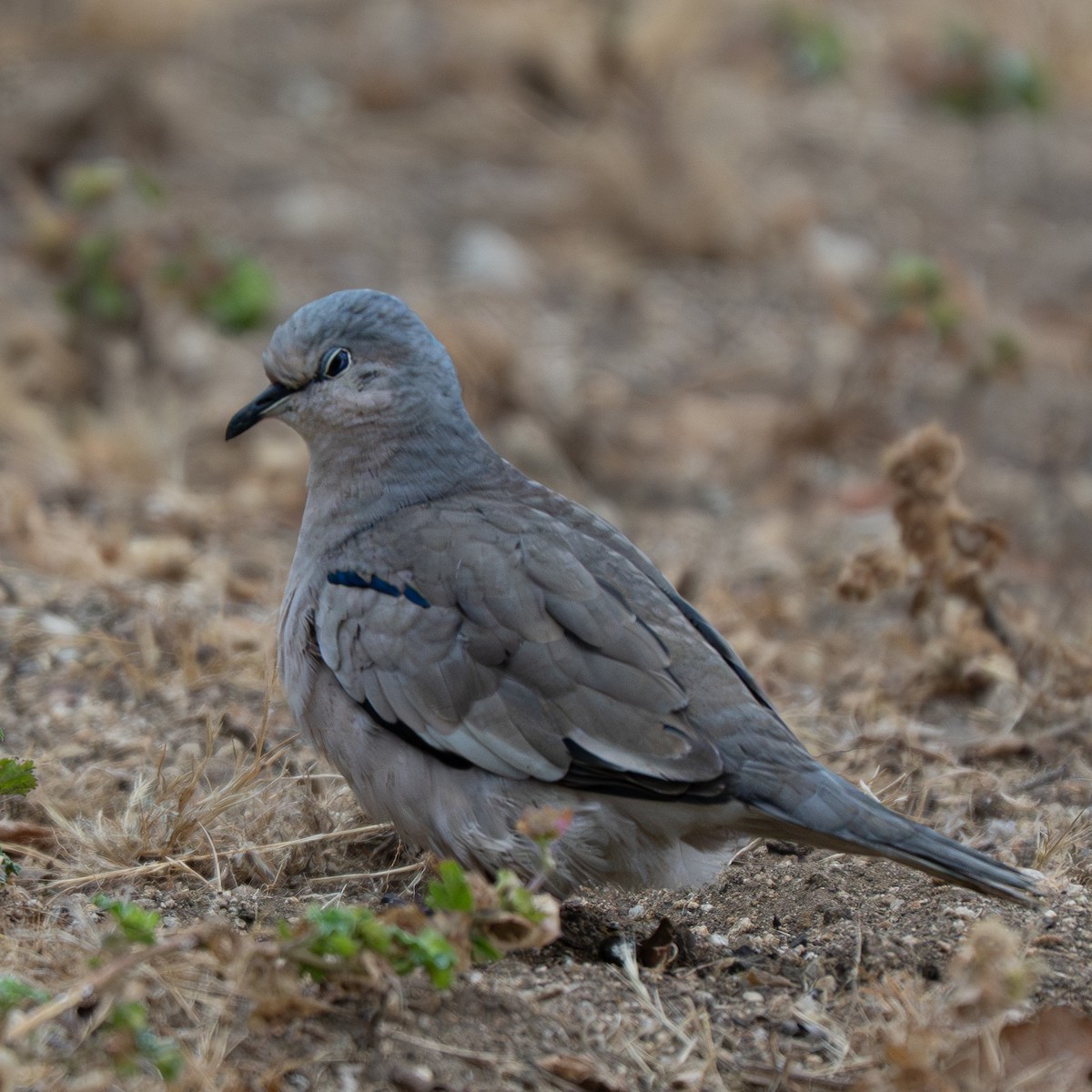 Picuitäubchen - ML646763131