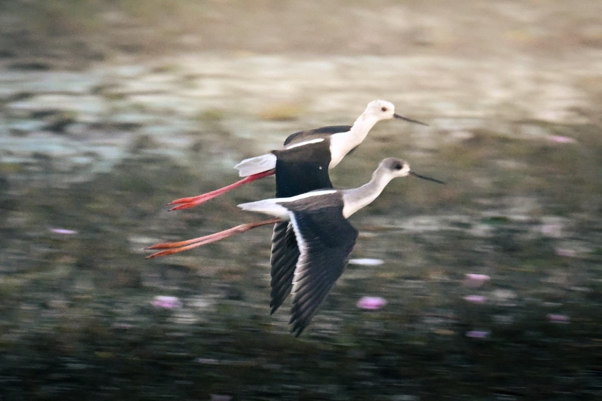 Black-winged Stilt - ML646763132