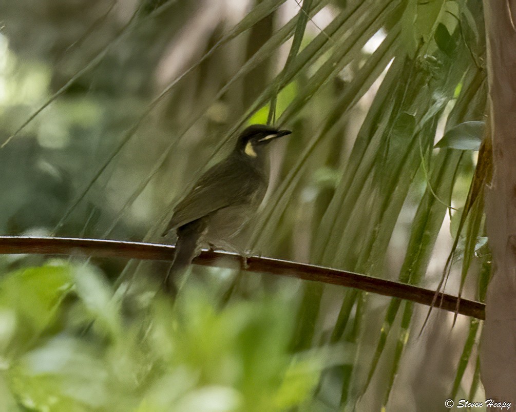 Lewin's Honeyeater - ML646763133