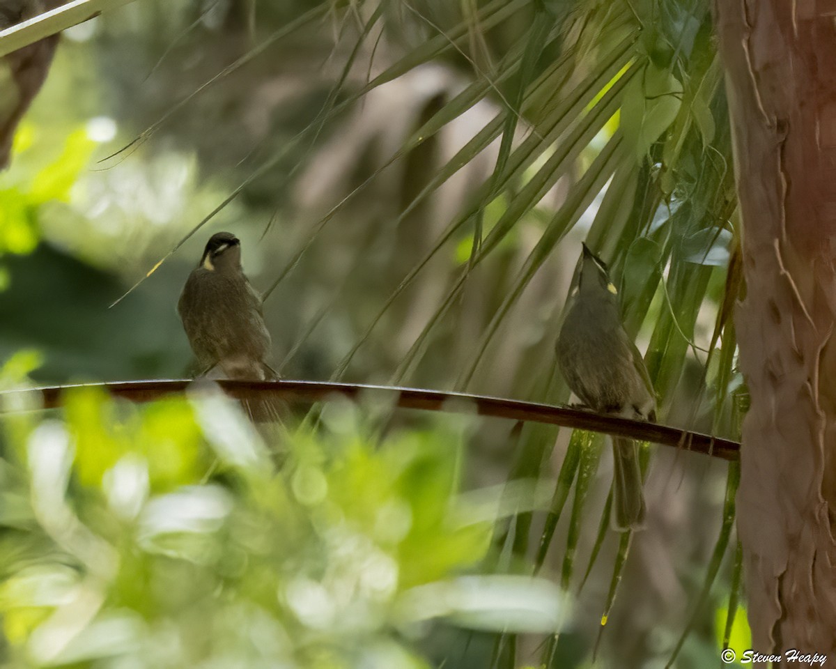 Lewin's Honeyeater - ML646763134