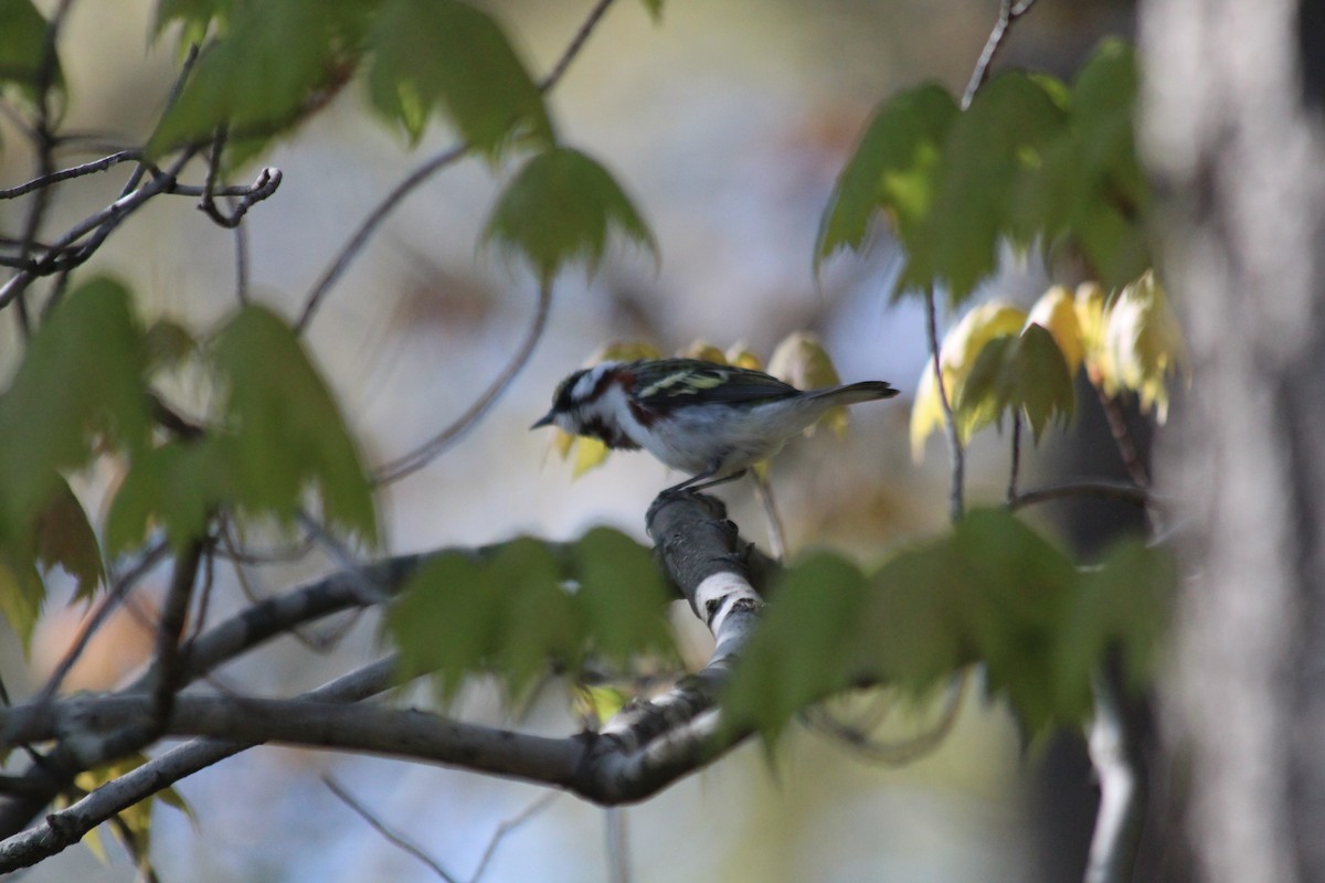 lesňáček rezavoboký - ML646763135