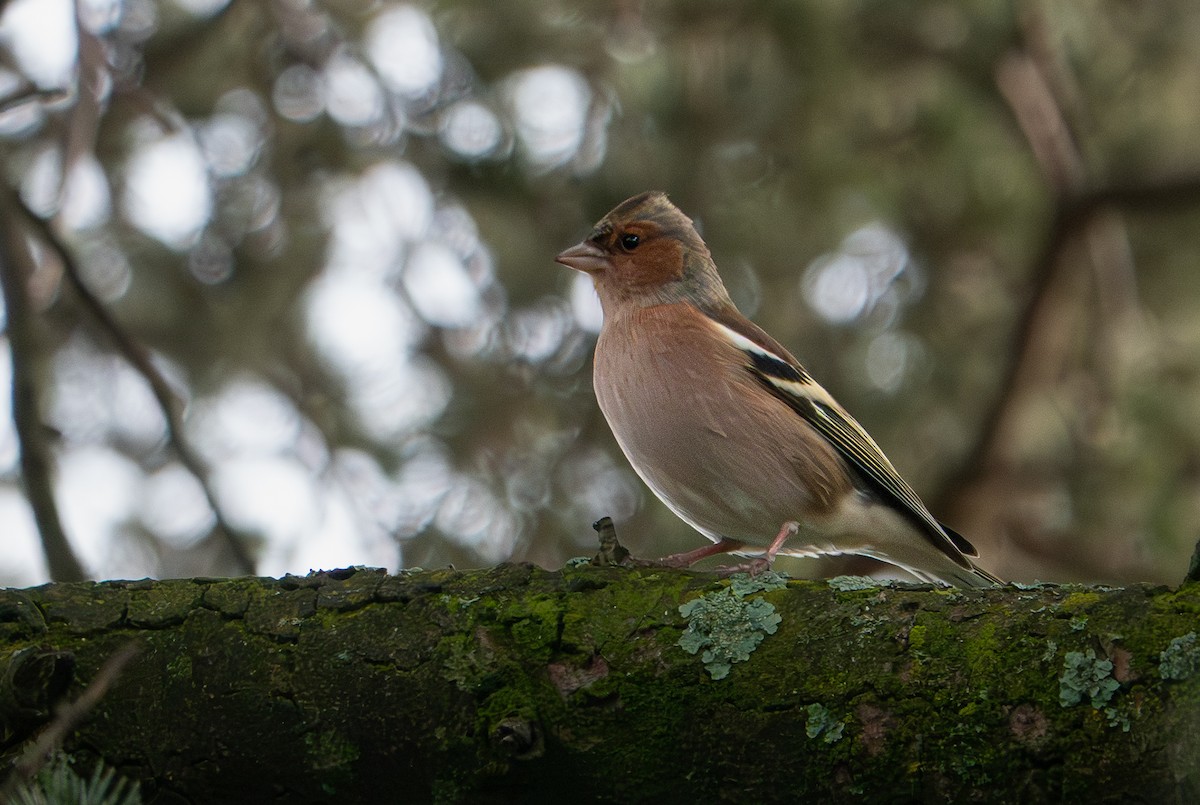 Common Chaffinch - ML646763136