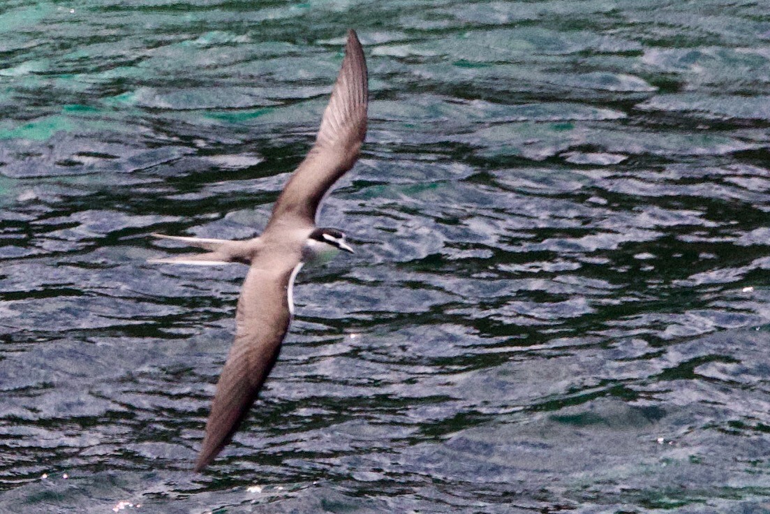 Sürmeli Sumru - ML646763137