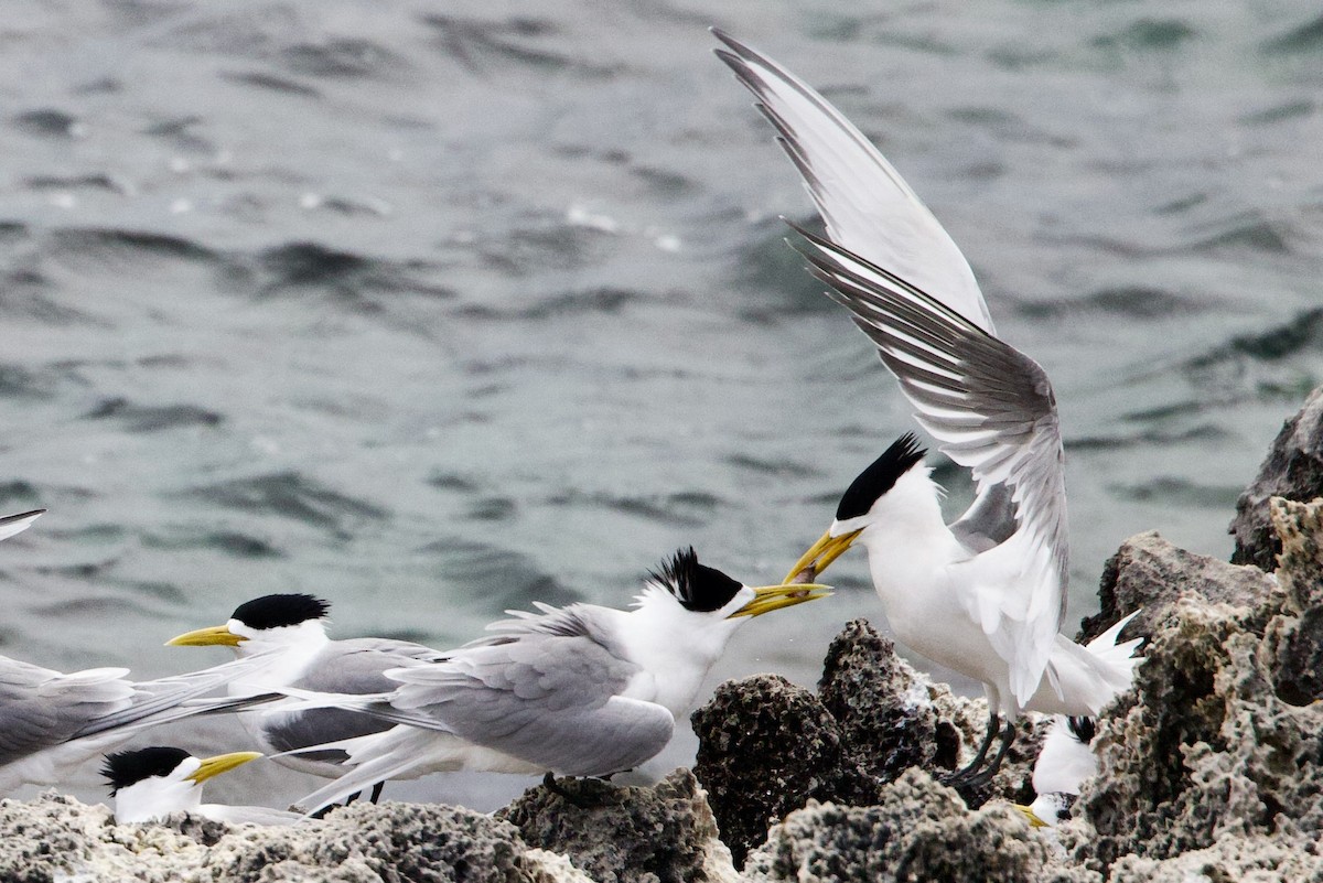 Tepeli Büyük Sumru - ML646763140