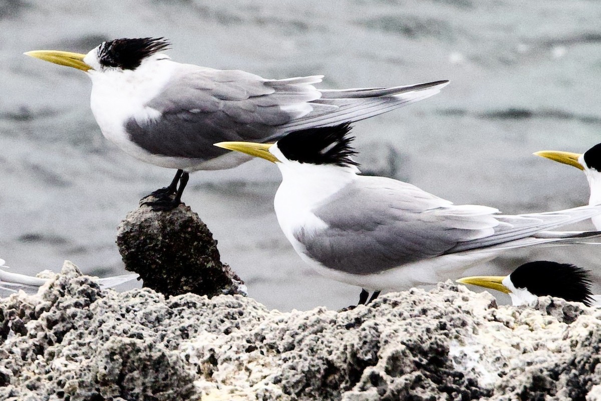 Tepeli Büyük Sumru - ML646763145