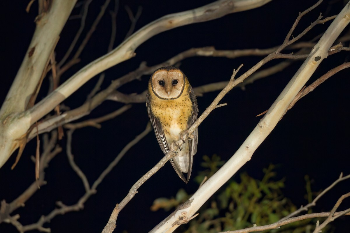 Australian Masked-Owl - ML646763147