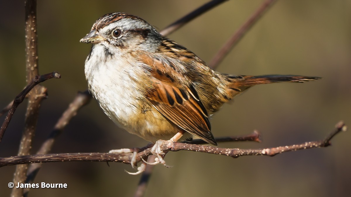 Swamp Sparrow - ML646763148