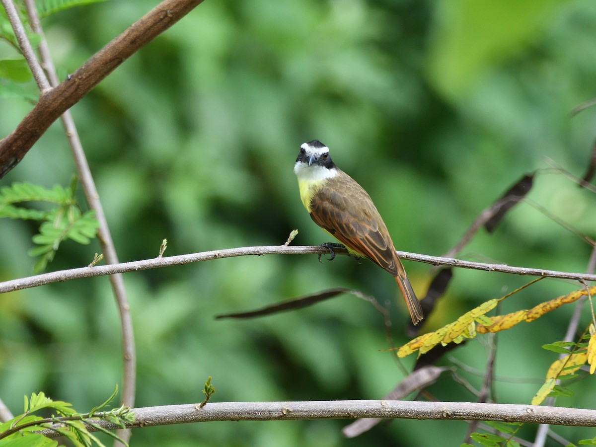 Great Kiskadee - ML646763156