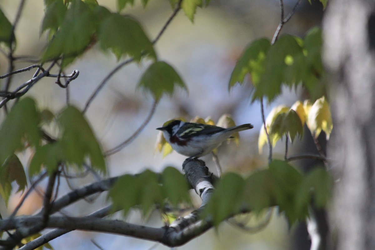 lesňáček rezavoboký - ML646763157