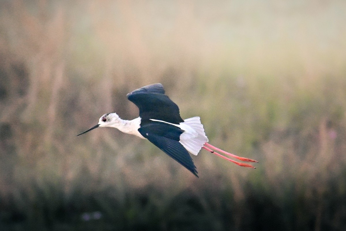 Black-winged Stilt - ML646763159
