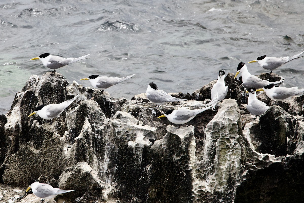 Tepeli Büyük Sumru - ML646763160