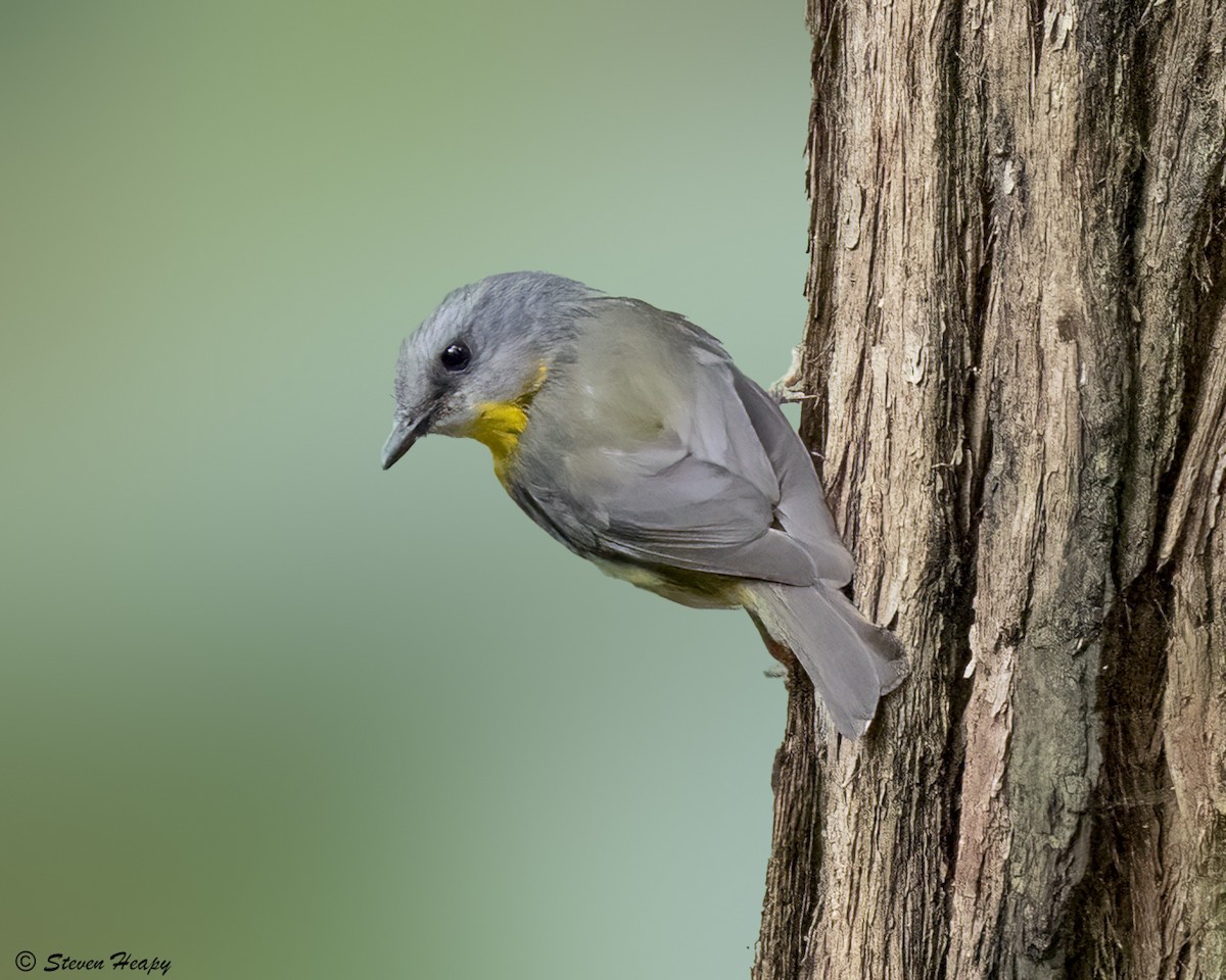 Eastern Yellow Robin - ML646763161