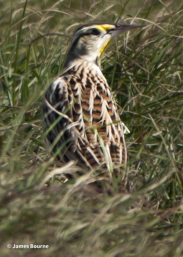 Eastern Meadowlark - ML646763162