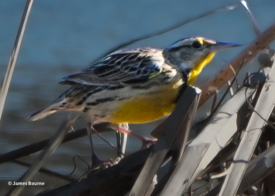 Eastern Meadowlark - ML646763163