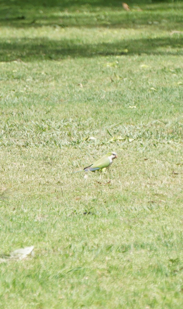 Parrocchetto monaco - ML646763165