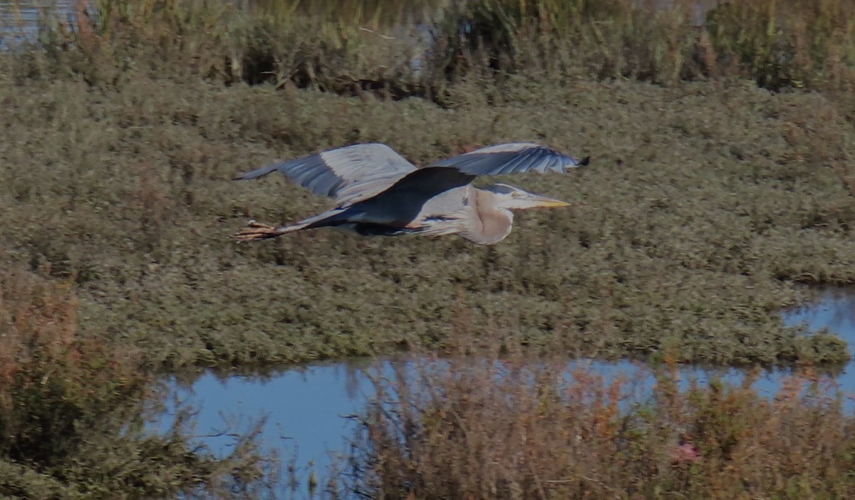 オオアオサギ - ML646763172