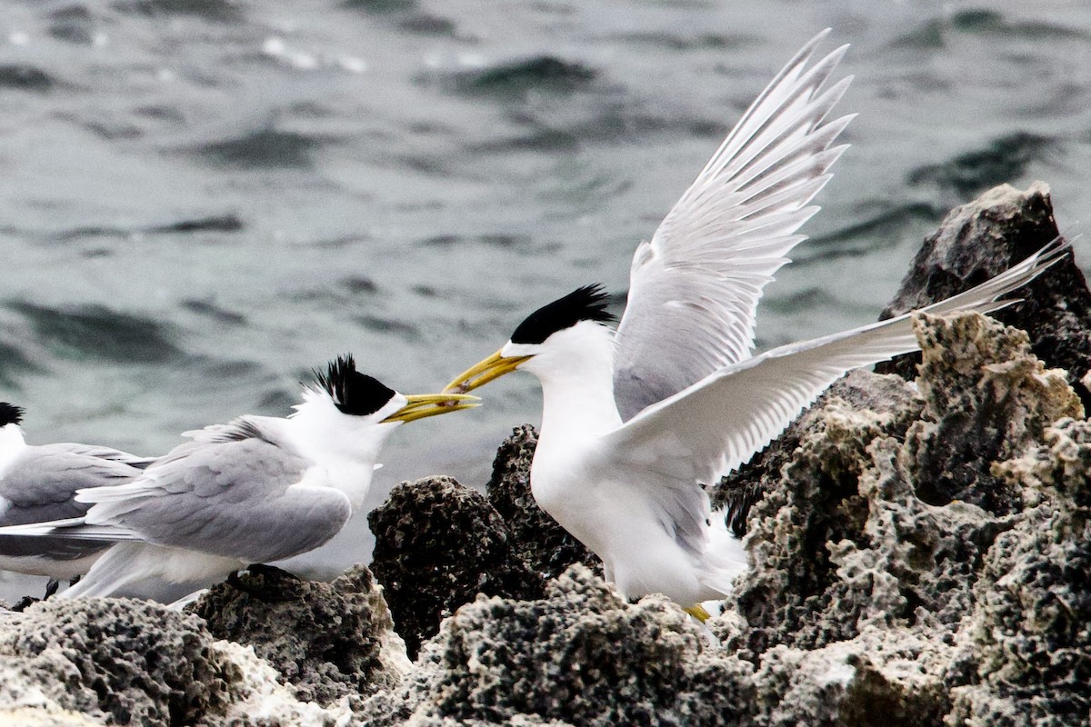 Tepeli Büyük Sumru - ML646763173