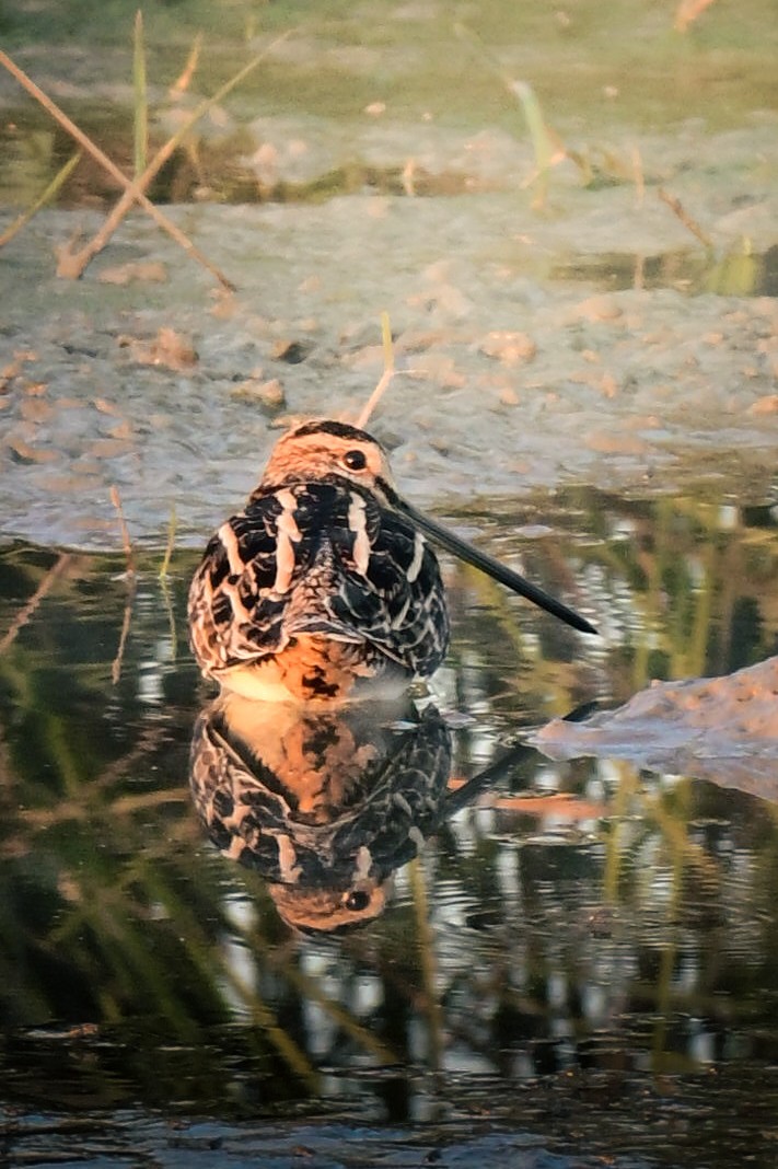 Agachadiza Común - ML646763174