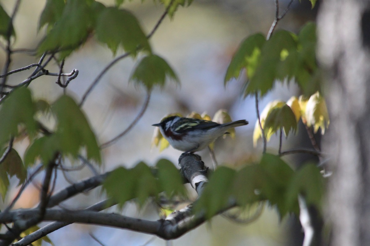 lesňáček rezavoboký - ML646763175