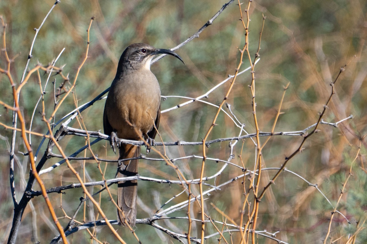 Kaliforniya Çöpçüsü - ML646763177