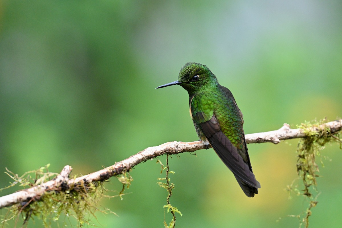 Buff-tailed Coronet - ML646763184