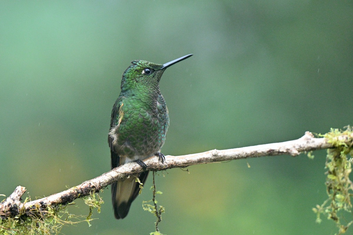 Buff-tailed Coronet - ML646763186