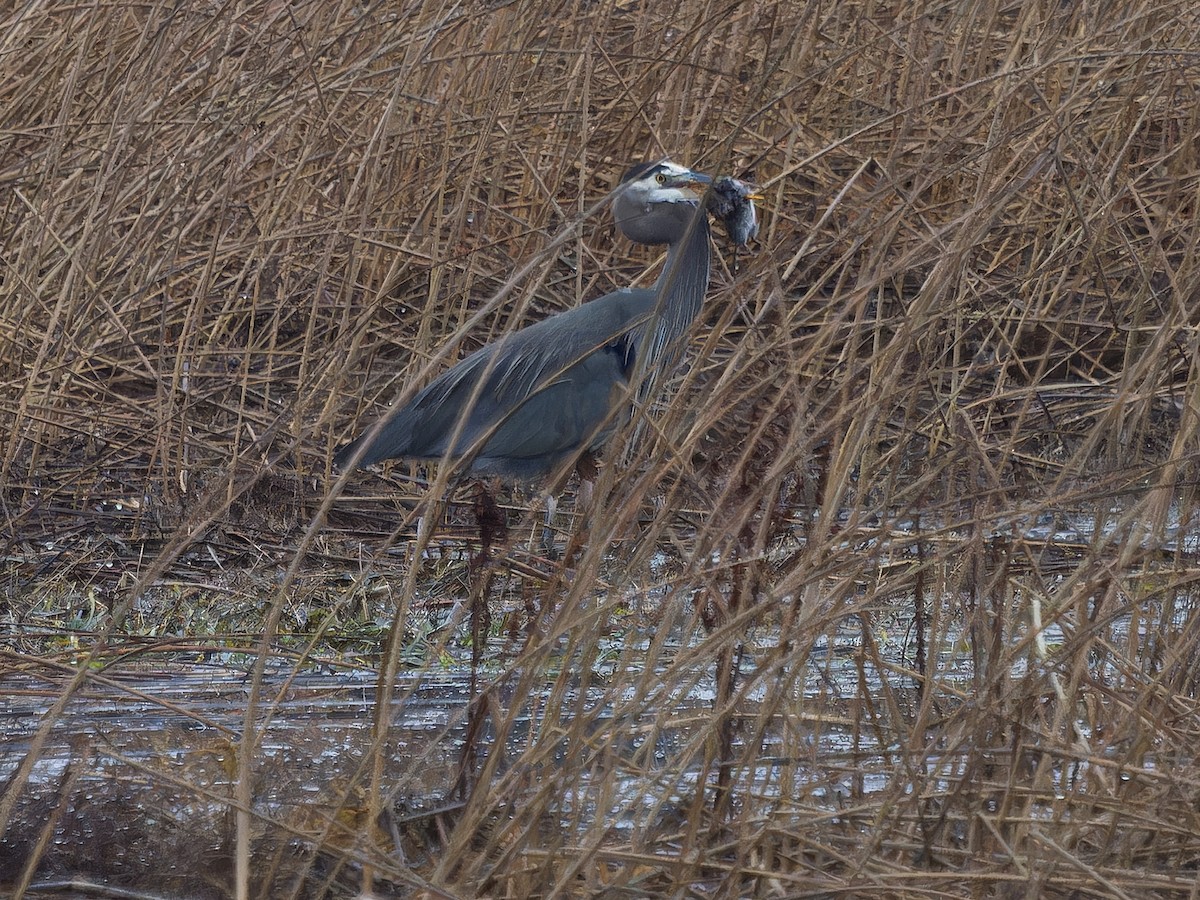 Большая голубая цапля - ML646763187