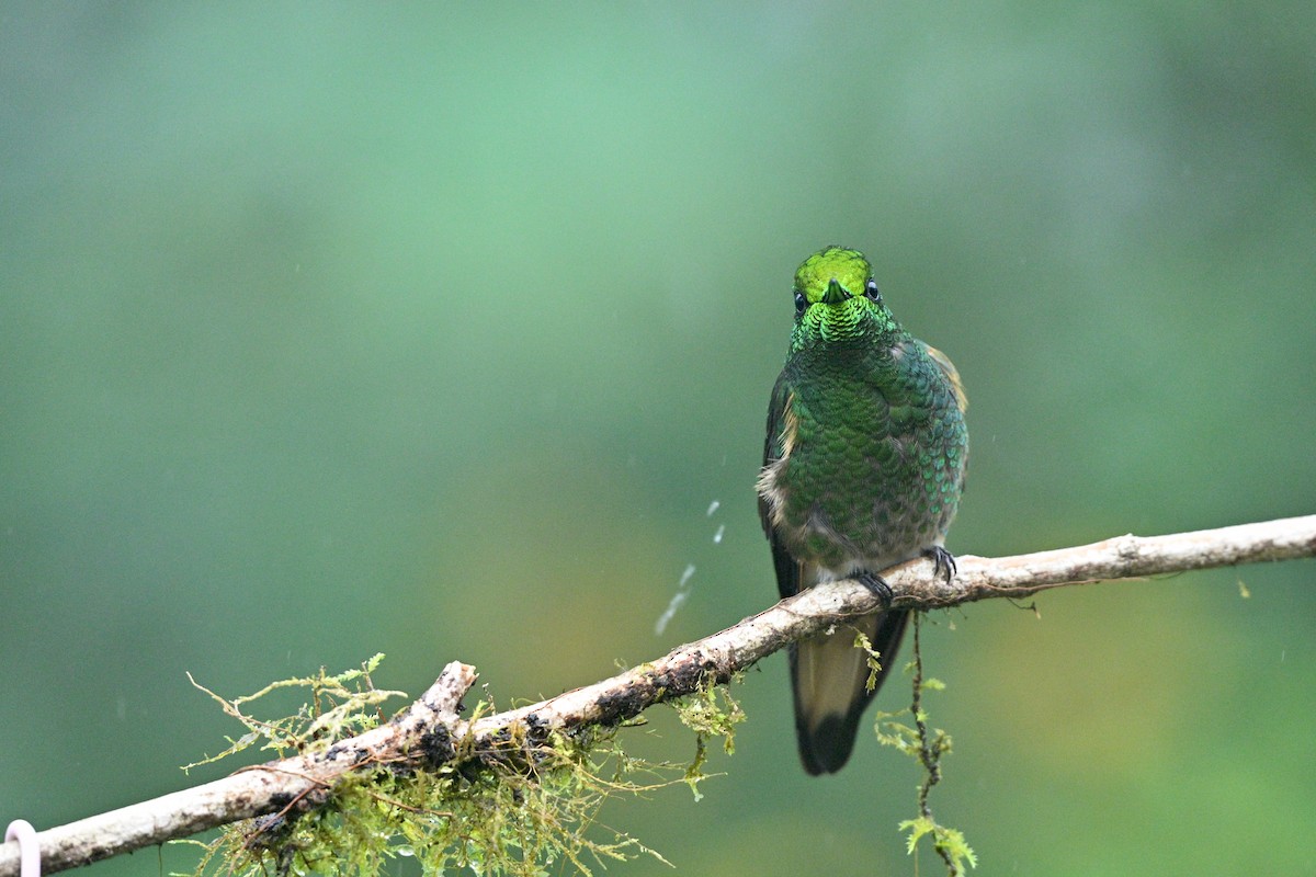 Buff-tailed Coronet - ML646763188