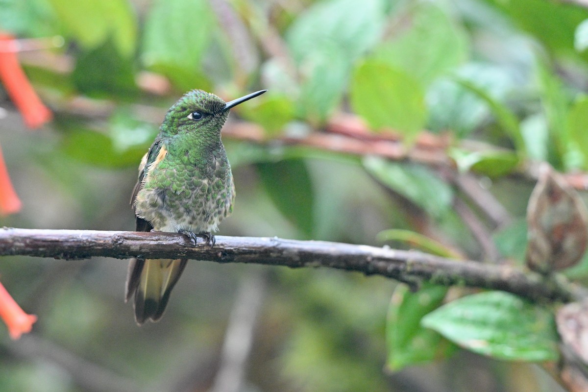Buff-tailed Coronet - ML646763189