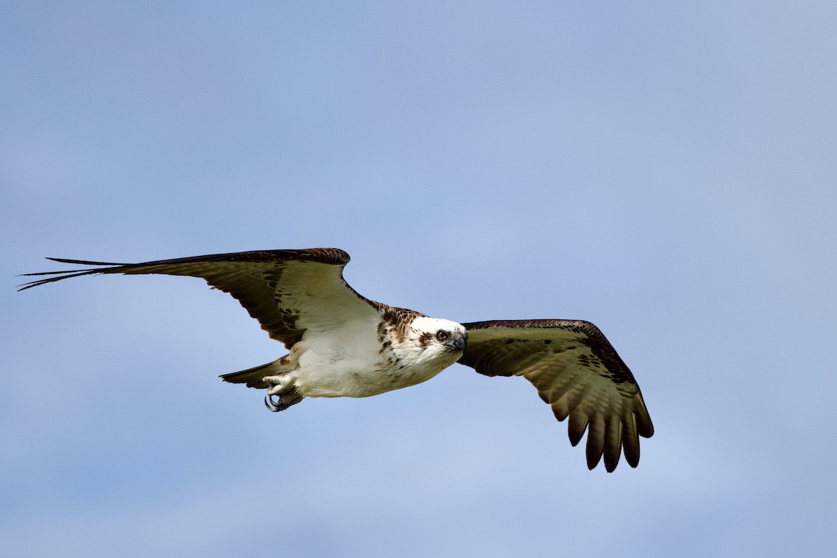 Balık Kartalı - ML646763190