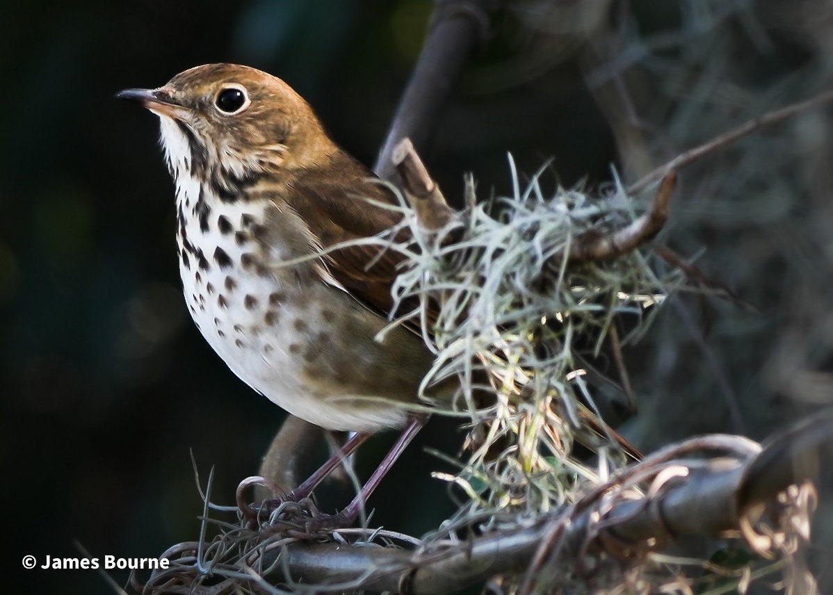 Hermit Thrush - ML646763191