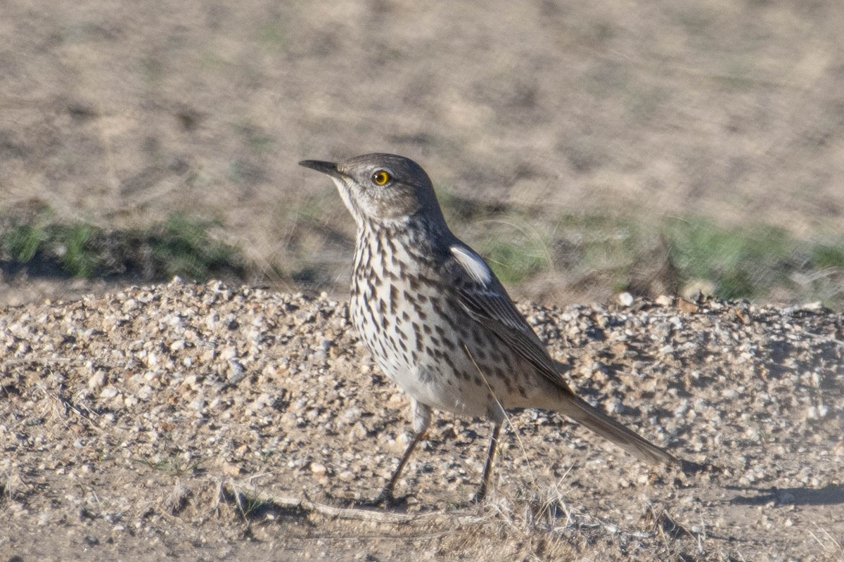 Yavşan Çöpçüsü - ML646763192