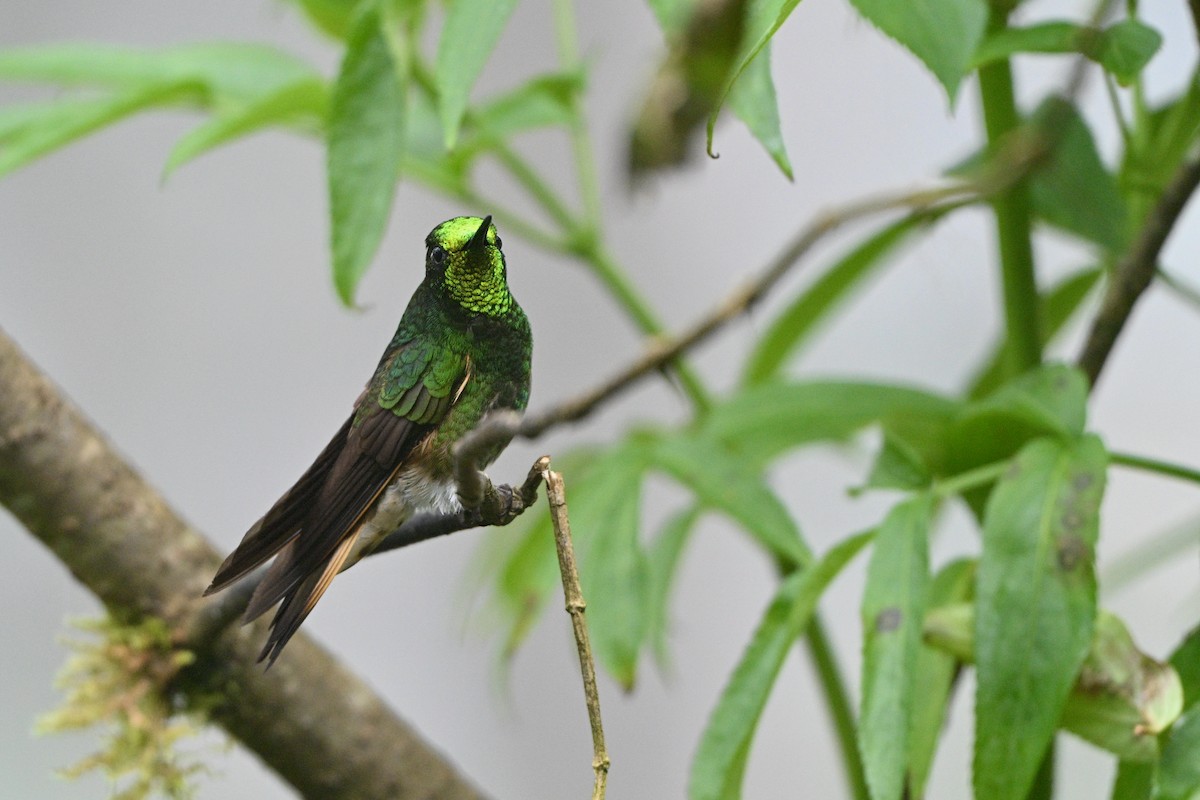 Colibri flavescent - ML646763193