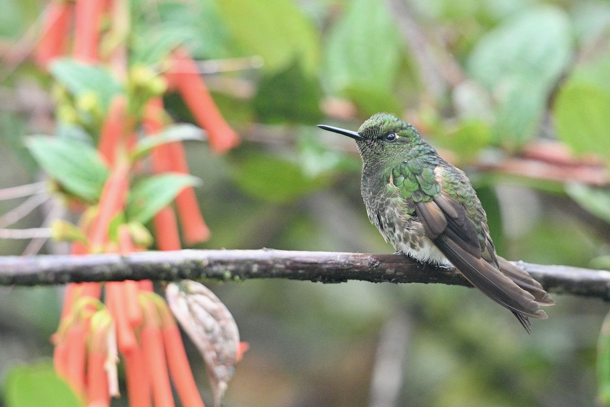 Buff-tailed Coronet - ML646763194