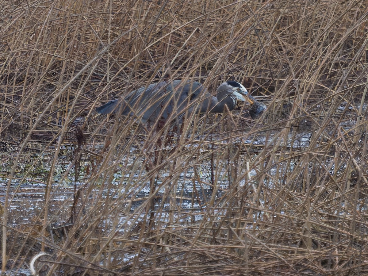 Большая голубая цапля - ML646763195