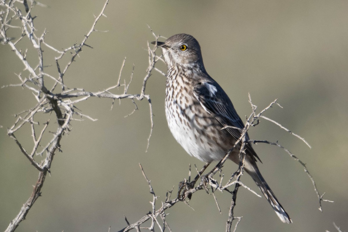 Yavşan Çöpçüsü - ML646763197