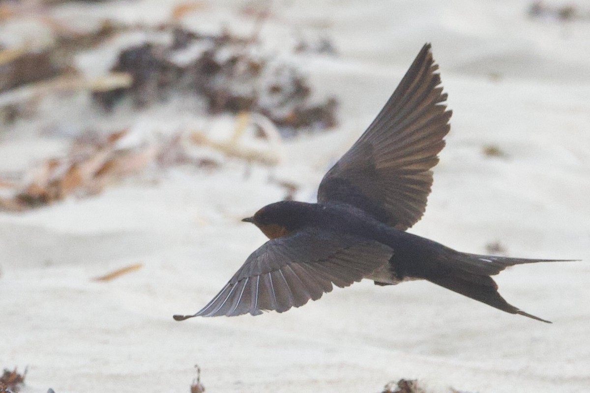 Haberci Kırlangıç - ML646763198