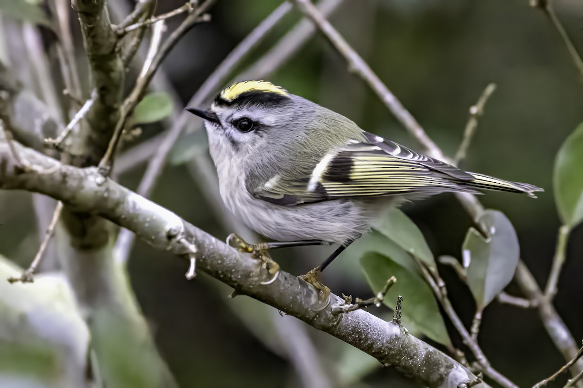 Erregetxo amerikarra - ML646763200