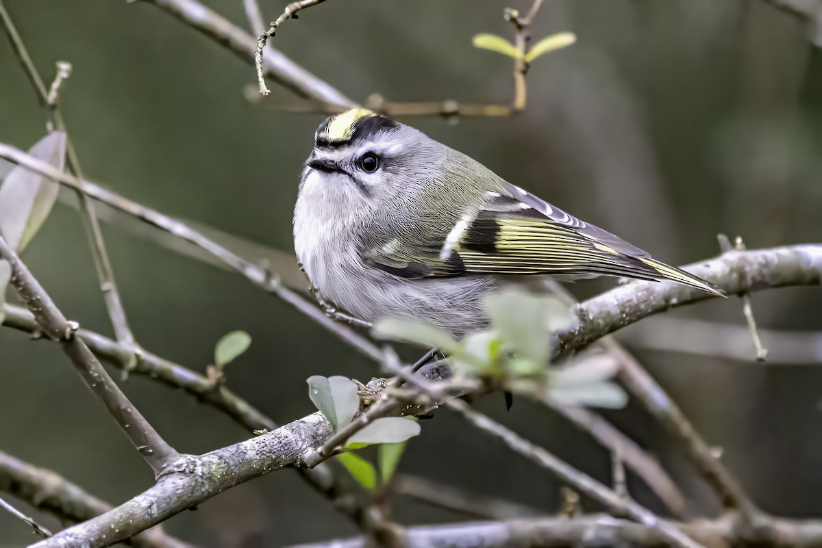 Erregetxo amerikarra - ML646763201