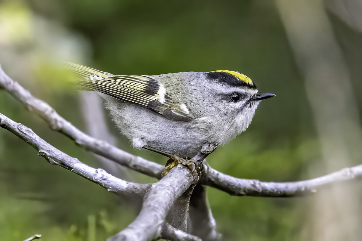 Erregetxo amerikarra - ML646763202