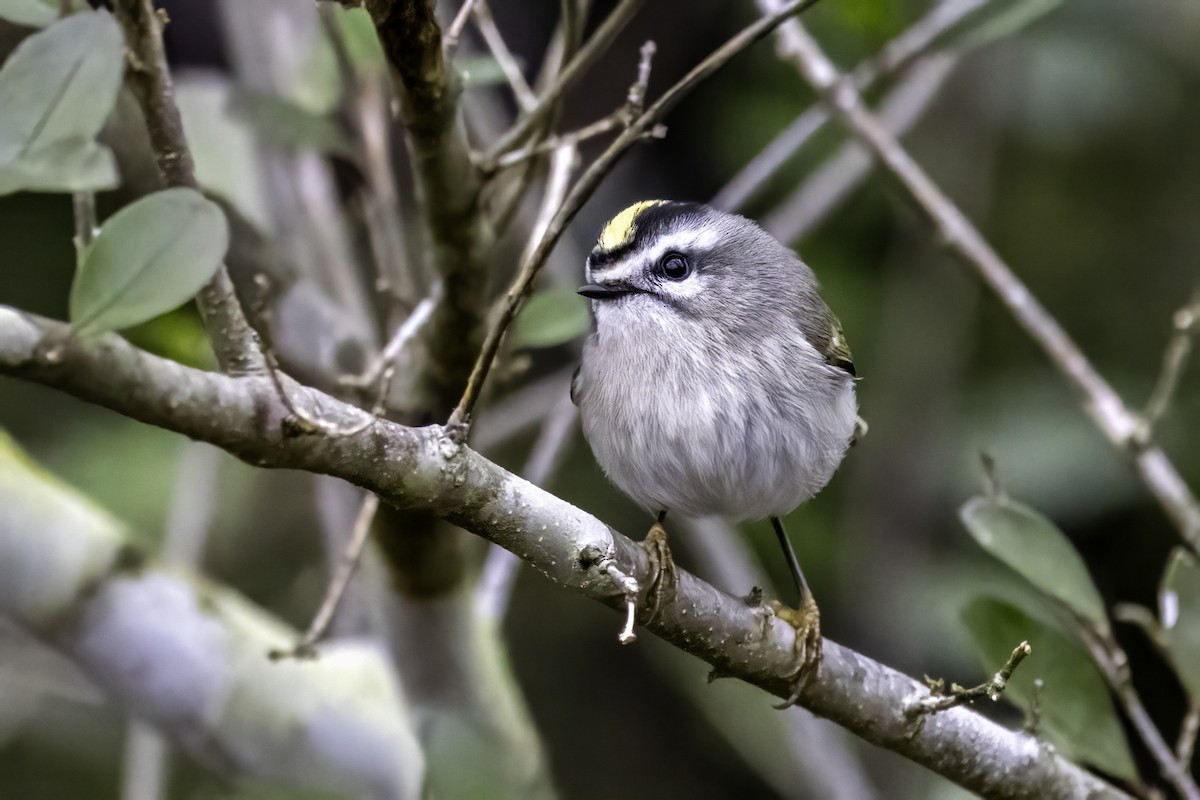 Erregetxo amerikarra - ML646763203