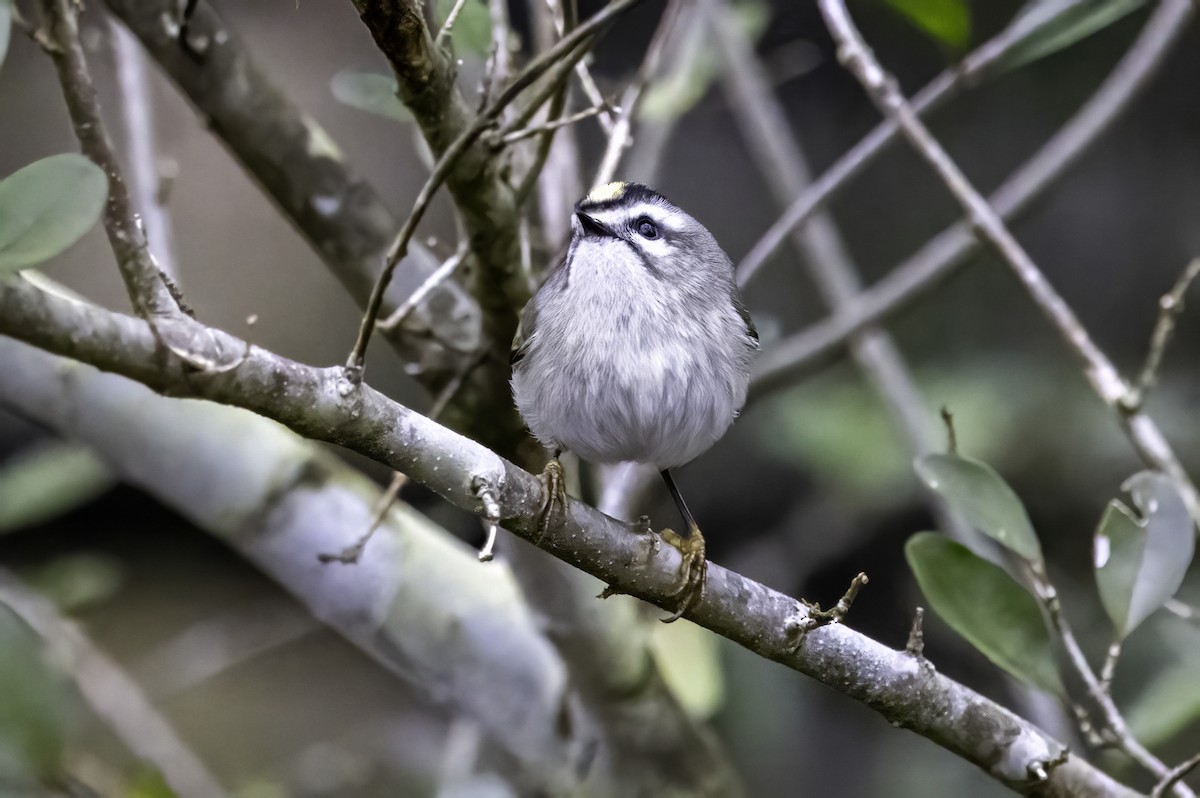 Sarı Taçlı Çalıkuşu - ML646763204