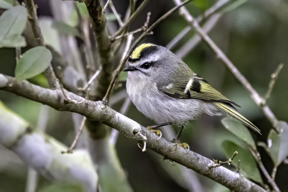 Erregetxo amerikarra - ML646763206