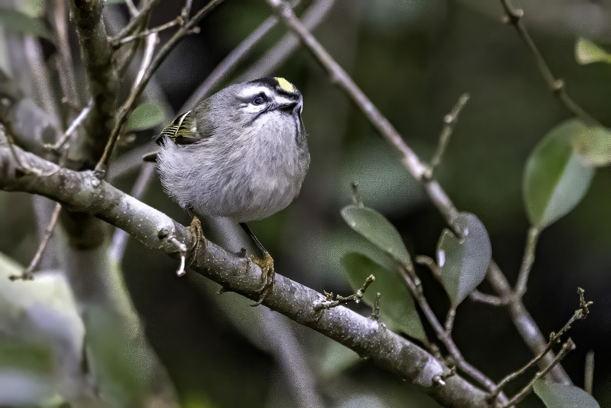 Erregetxo amerikarra - ML646763207