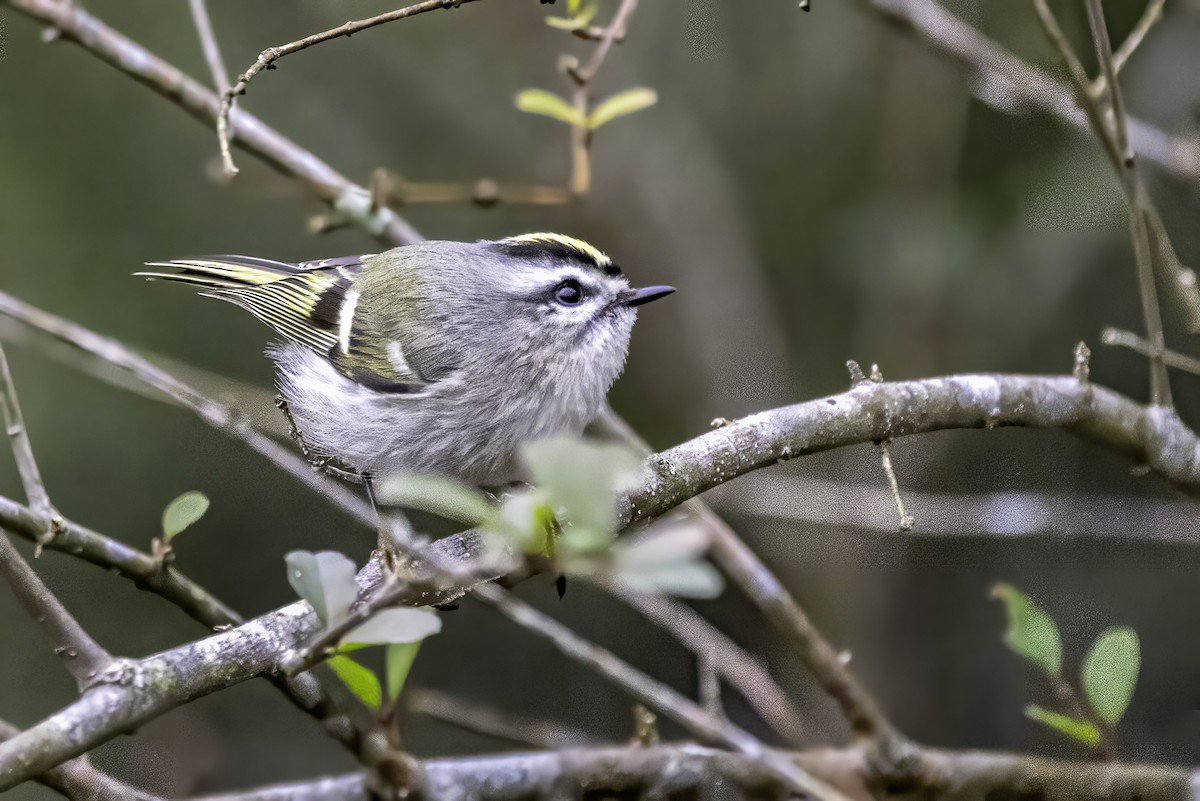 Erregetxo amerikarra - ML646763208