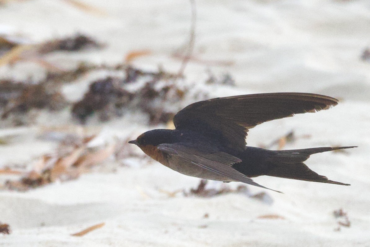 Haberci Kırlangıç - ML646763209